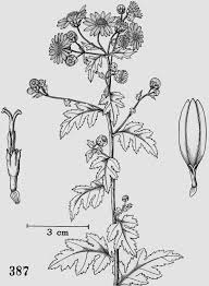 Image result for Chrysanthellum indicum