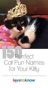 150 Purrfect Cat Pun Names For Your Kitty Lovetoknow Cat Puns Cat Pun Names Pun Names