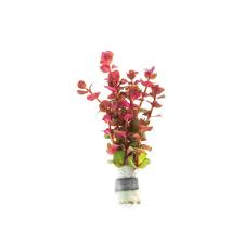 Image result for Rotala fontinalis