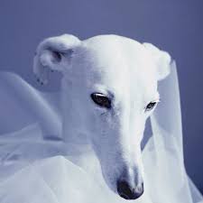 Awesome Photo In The True Sense Of The Word Cara De Petra Postma Irreal Eterea Angelical Grey Hound Dog Whippet Dog Whippet