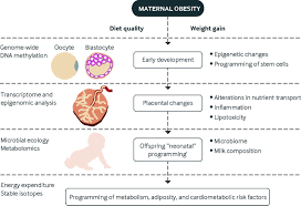 Obesity And Pregnancy Mechanisms Of Short Term And Long Term Adverse Consequences For Mother And Child The Bmj