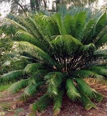Image result for Cycas thouarsii