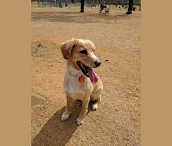 We did not find results for: Embark Dog Dna Test Breed