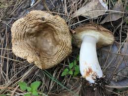 Image result for Russula polyphylla