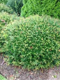 This broad, upright shrub will provide a bright landscape highlight as a hedge, foundation plant or foliage accent. Walton County Plant Nursery Monroe Garden Center Monroe Gardening