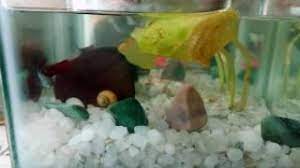 They are usually exploring the. Betta Fish Is Getting Lazy Youtube