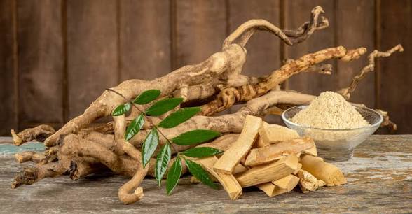 Tongkat Ali Root