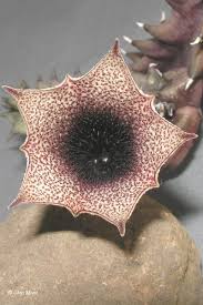 Image result for Huernia longituba