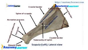 In anatomy, the scapula (plural scapulae or scapulas), also known as the shoulder bone, shoulder blade, wing bone or blade bone, is the bone that connects the humerus (upper arm bone). Scapula Of Ox The Ultimate Guide To Learn Scapular Anatomy Of Animal Anatomylearner The Place To Learn Veterinary Anatomy Online