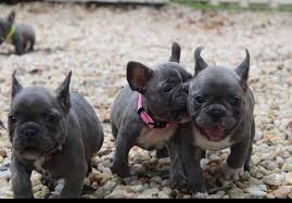 Fbrn is a national network of volunteer rescuers dedicated to helping frenchies who need homes. Carolina French Bulldogs Home Facebook