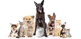 Find your next best friend at the animal shelter and if the shelter seems far, look into us. Five Reasons To Adopt A Shelter Pet Indianapolis 317 353 3730