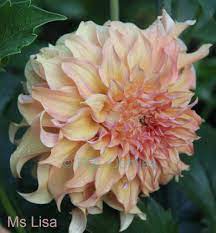 Ms Lisa Bigger Soft Form Fgl Dahlias Cahnada Macro Photography Flowers Dahlias Garden House Plants