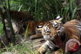 Hutan bakau yang merupakan kedua terbesar di dunia ialah. Hanya Tersisa 100 Harimau Di Hutan Bakau Terbesar Dunia Antara News