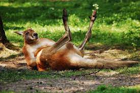 The Pros And Cons Of Kangaroo Leather - Stridewise.com