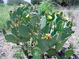 Engelmann prickly pear, cactus apple. Vascular Plants Of The Gila Wilderness Opuntia Engelmannii