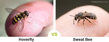 Many have black and yellow markings and so are often confused with bees. How To Get Rid Of Hoverflies Quick And Easy