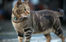 Black And Grey Tabby Cat Personality Tigerspirit Tom Cat Personalities Pretty Cats Tabby Cat