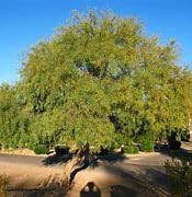 Image result for Prosopis glandulosa