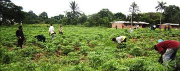 Image result for Ancylobothrys robusta