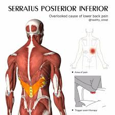 The extrinsic muscles that are associated with upper extremity and shoulder movement, and the intrinsic muscles that deal thick splenius muscles form the superficial layer of muscles and are located on the lateral and posterior portions of the neck. Healthy Street Serratus Posterior Inferior Overlooked Cause Of Lower Back Pain You Have A Client Who Tells You This I Reached For Something And Suddenly I Felt A Sharp