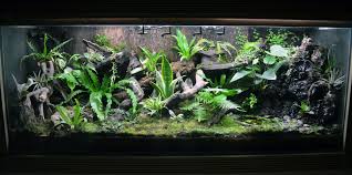404 Not Found Frog Terrarium Fish Tank Terrarium Vivarium