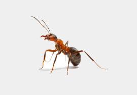 Bed bugs, or cimicidae, are small parasitic insects. Pest Control Bed Bugs And Termite Control In Des Moines Iowa