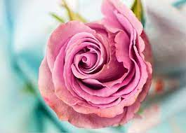 We did not find results for: 50 Gambar Bunga Mawar Tercantik Di Dunia Warna Putih Ungu Pink Dan Hitam Salamadian