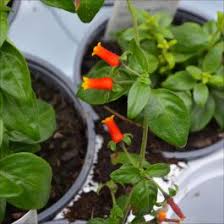 Image result for Manettia