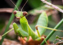Get termite control for your home today. A M Pest And Termite Control Home Facebook
