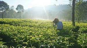 Setiap orang datang dari penjuru daerah untuk sejenak gunung mas agrowisata puncak mempunyai area kebun teh yang sangat luas. Kebun Teh Walini Tempat Wisata Di Dekat Situgunung