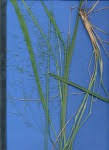 Image result for Panicum heterostachyum