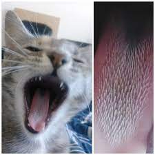 We did not find results for: Caught A Picture Of My Cat Yawning I Thought It Was Cute Until I Zoomed In On The Tongue Oddlyterrifying