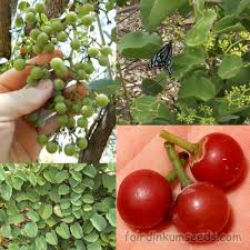 Image result for Cissus cornifolia