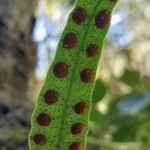 Image result for Pleopeltis macrocarpa