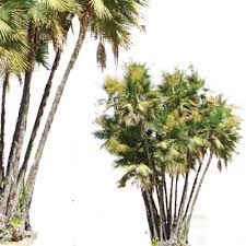 Thailand available for sale now. Texture Png Everglades Palm Paurotis