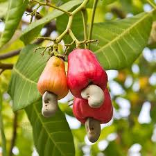 Image result for Anacardium