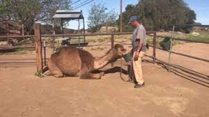 Information about camel in the audioenglish.org dictionary, synonyms and antonyms. Camel Training