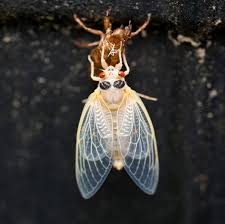Cicadas are winged insects that are mostly known for their cyclical lifespans. Cicadas 2020 After 17 Years Underground The Insects Are Back In The South The New York Times
