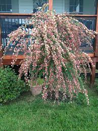 Pink Broomstick Bush We Have A Light Yellow Flowering Broomstick Bush And Another That Flowers A Beautiful Reddish Orange Growing Plants Replant Flower Garden