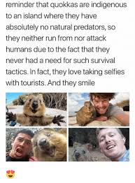 Love Memes And Run Reminder That Quokkas Are Indigenous To An Island Where They Have Absolutely No Natural Cute Funny Animals Funny Animals Cute Animals