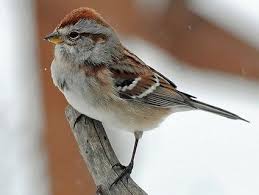 Sparrow Birds Of Colorado Identification American Tree Sparrow April 2015 C Gary Tyson Tioga County Pennsylvania January 2011 Http Www Flickr Com Photos Garyt48 53 Backyard Birds Birds Sparrow