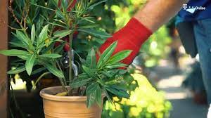 Oleander schneiden, überwintern und vermehren. Oleander Uberwintern Richtig Pflegen Schneiden Giessen