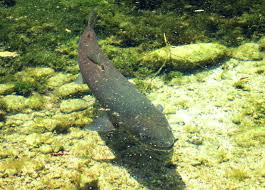 Hasil gambar untuk listrik tenaga air