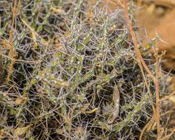Image result for Euphorbia kilwana