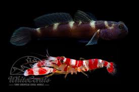 Image result for Grammitis cryptophlebia