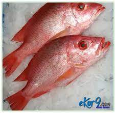 Umumnya kakap merah berada pada kedalaman 60 meter. 5 Jenis Ikan Kakap Budidaya Dan Gambarnya Dunia Fauna Hewan Binatang Tumbuhan Dunia Fauna Hewan Binatang Tumbuhan