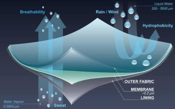 Bioinspired waterproof, breathable materials: How does nature transport water across its surfaces and through its membranes? - ScienceDirect