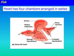 There is an inner ear but no external or middle ear. Lymphatic System Circulatory Systems 1 January Ppt Video Online Download