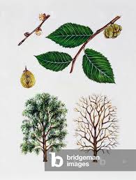 Image result for Ulmaceae