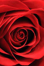Pin On O Rms Floral Design Inspiration